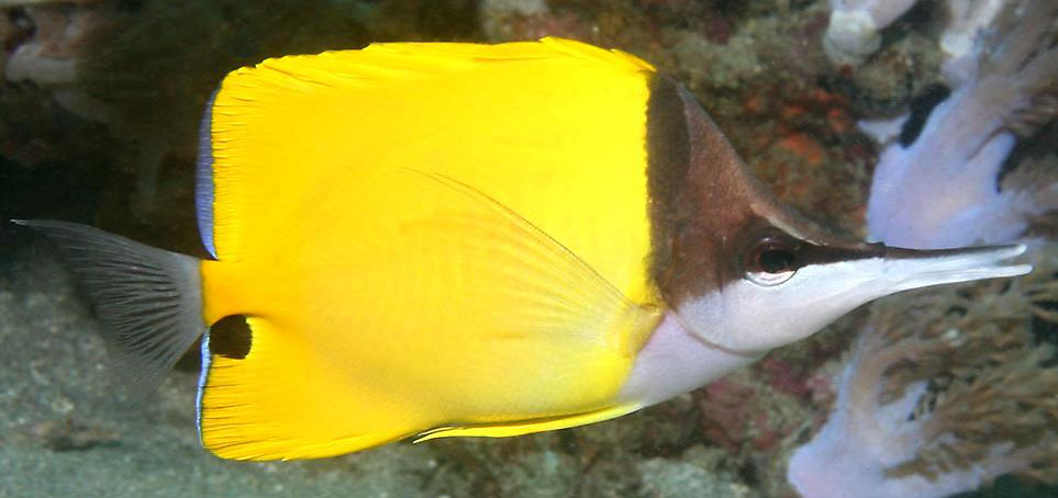FORCIPIGER FLAVISSIMUS
